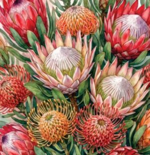 Proteas