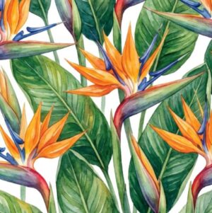 Streletzia