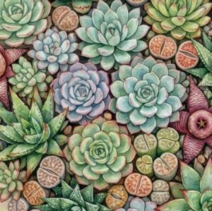 Succulents